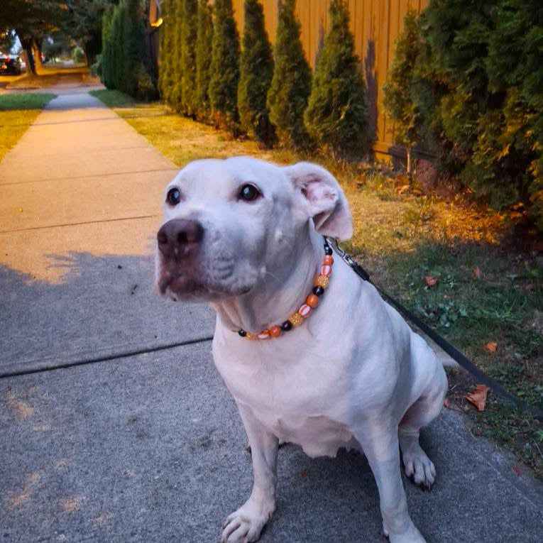 White dog with a collar sitting on a sidewalk in a residential area POPNCO acrylic bead, beaded collar, Beaded dog collar, Breathable dog collar, cat collar, Comfortable Dog Collar, dog collar, Durable dog collar, Easy to clean dog collar, fashion collar, Halloween Collar, handmade, Pet accessories, pet collar, popnco, Popnco dog collar, Seasonal Pet Collar, slip on collar, Slip on dog collar, Spooky Collar, Stylish dog collar