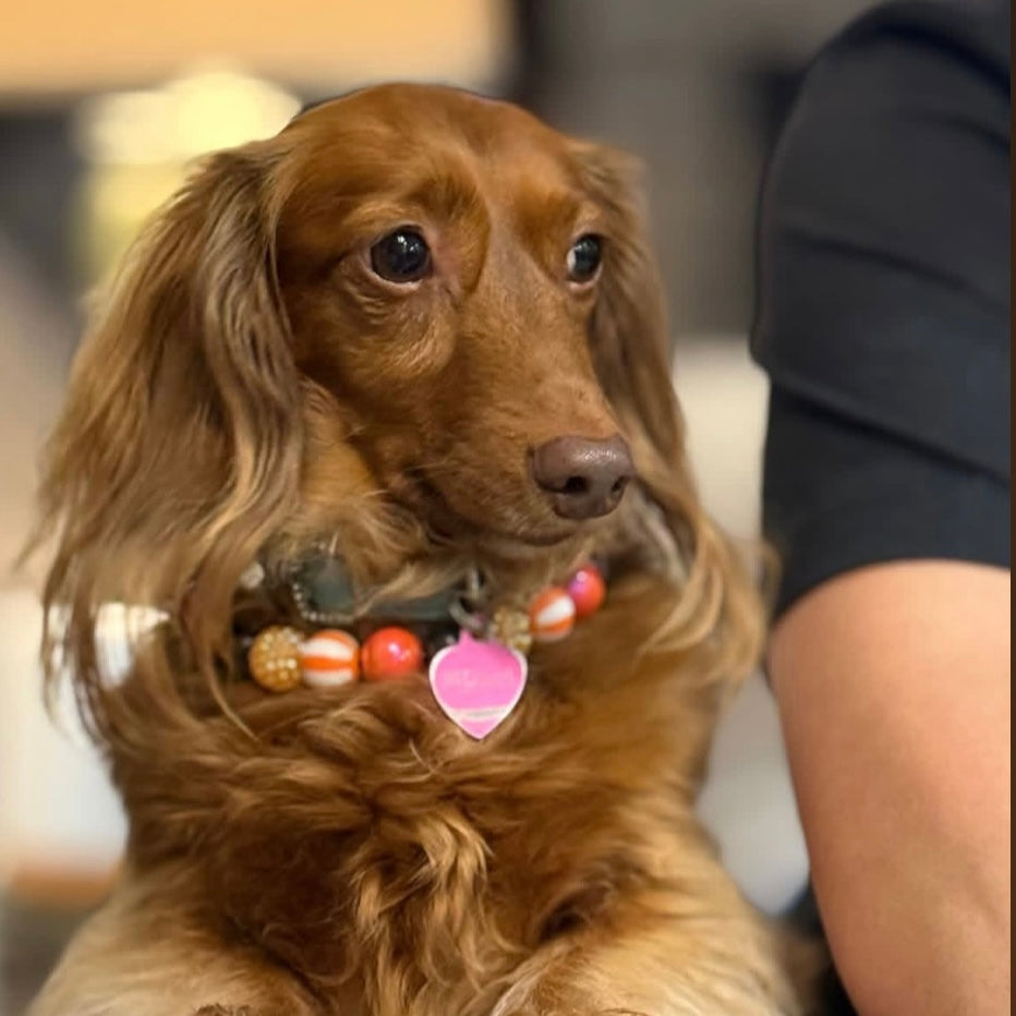 Brown dog with colorful collar and tag sitting indoors