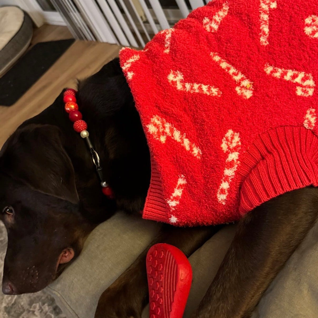 Dog wearing a red sweater with white patterns, sitting on a couch.