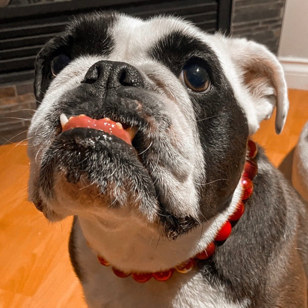Dog wearing a red collar with text overlay on a wooden floor.