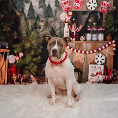 Dog wearing a red collar in a festive Christmas setting with decorations and a tree. POPNCO