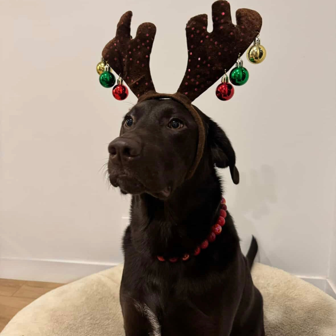 Black dog wearing festive reindeer antlers with colorful ornaments on a neutral background