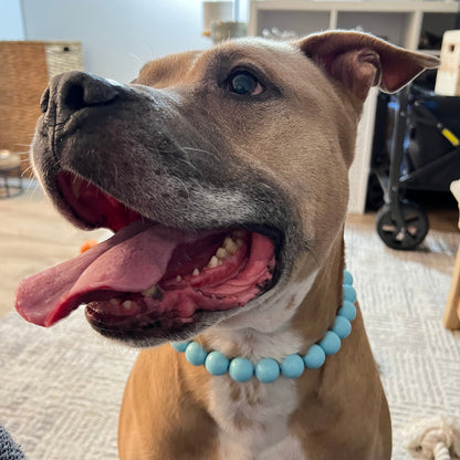 Dog with a blue beaded collar in an indoor setting