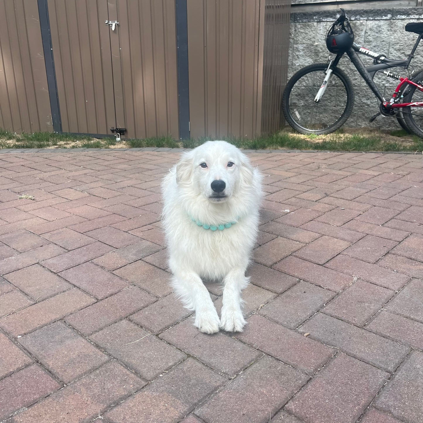 White dog sitting on a brick patio with a bicycle in the background