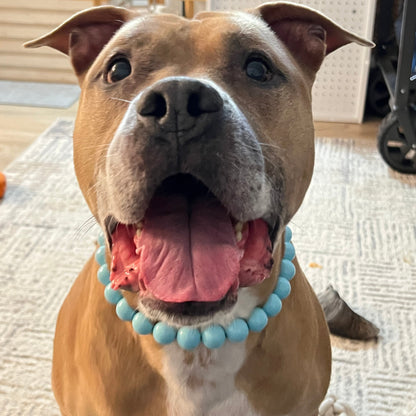 Dog wearing a blue beaded collar with a blurred indoor background
