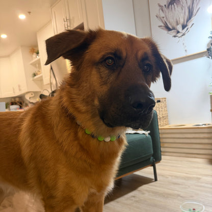 Brown dog wearing a green collar in a kitchen setting