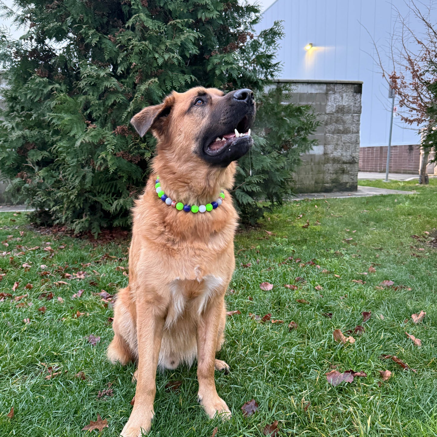Big Brown Dog sitting on grass wearing the Seahawks beaded Pet collar from the Team Colors Game Day Collection from POPNCO 