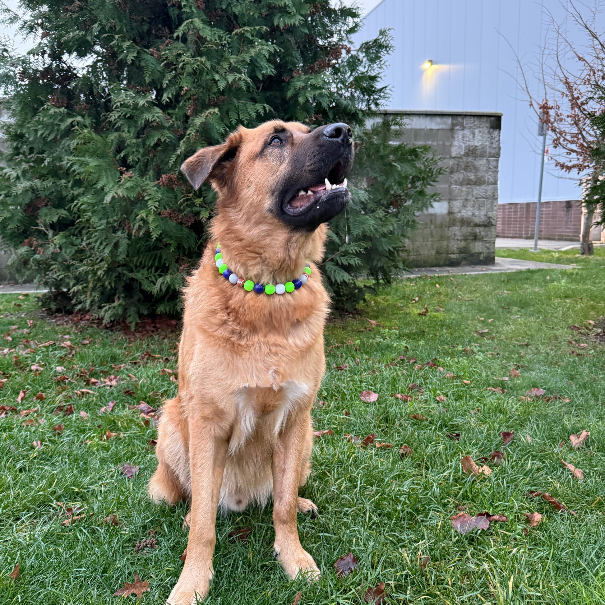 Big Brown Dog sitting on grass wearing the Seahawks beaded Pet collar from the Team Colors Game Day Collection from POPNCO 
