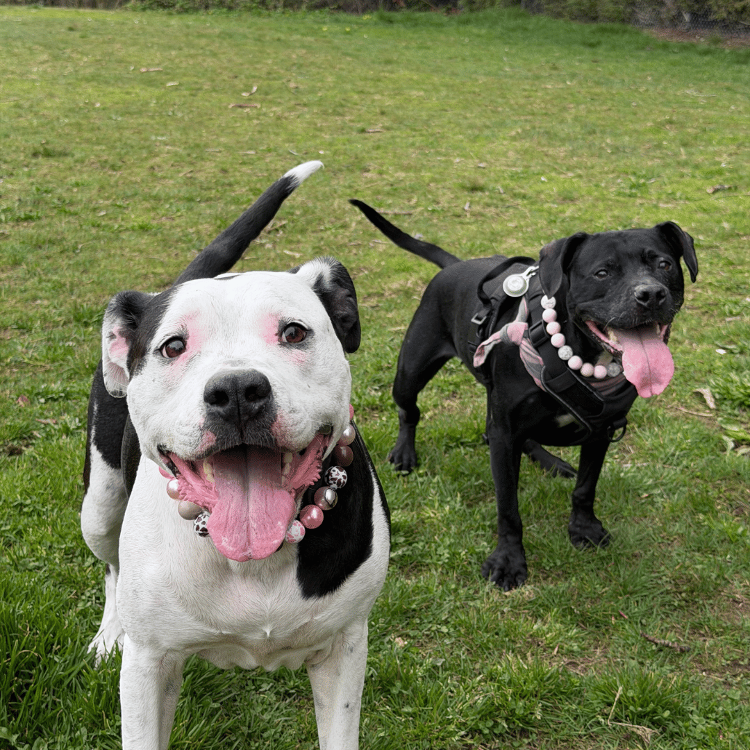 Two dogs, one white and black, the other black, standing on grass. the black and white dog is wearing Shania and the black dog is wearing Pink Sugar  from POPNCO Beaded pet collars 