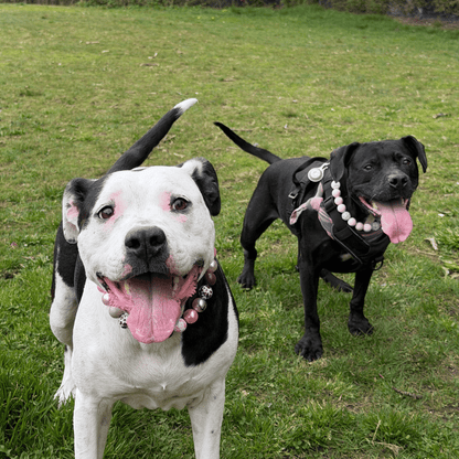 Two dogs, one white and black, the other black, standing on grass. the black and white dog is wearing Shania and the black dog is wearing Pink Sugar  from POPNCO Beaded pet collars 