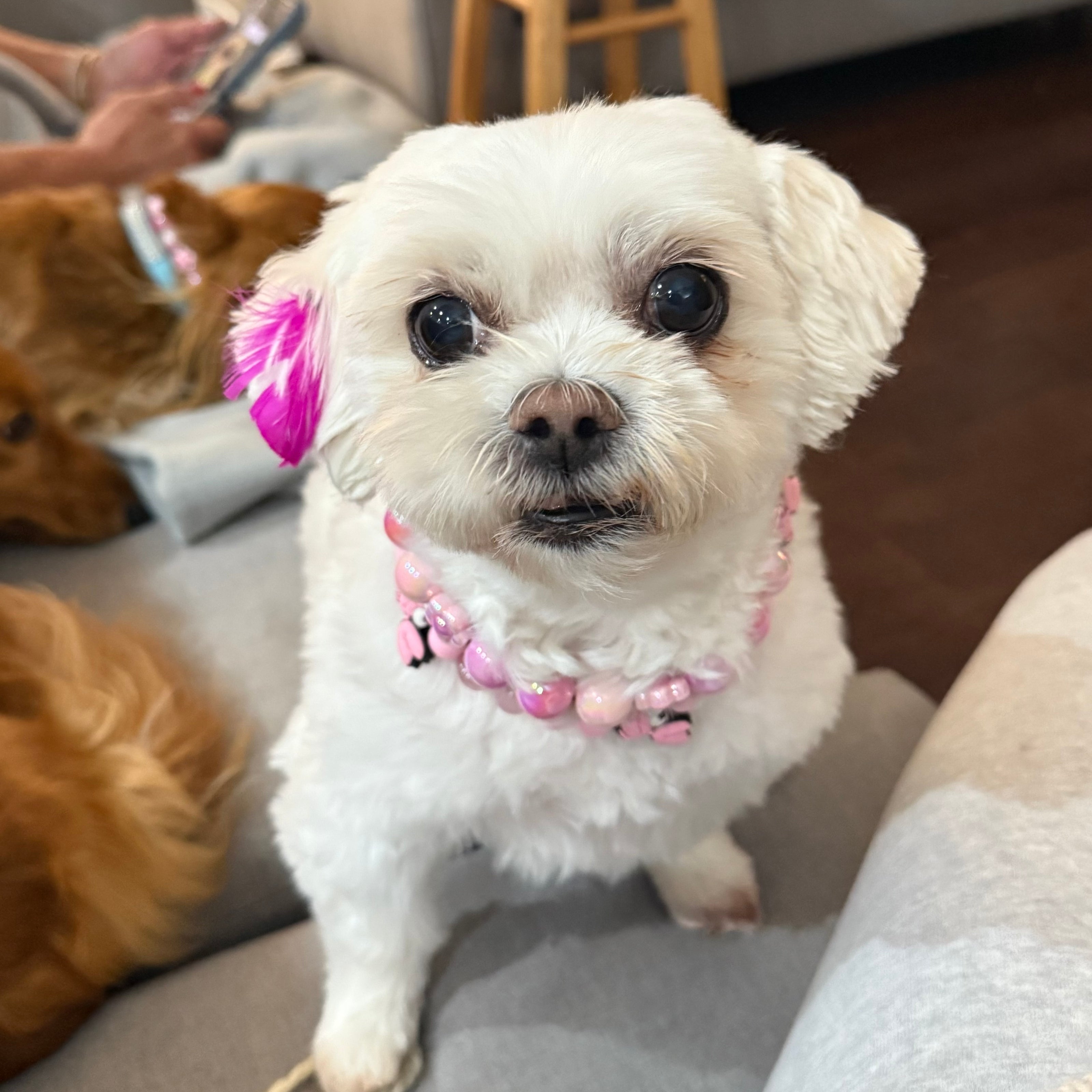 Small white dog with a pink bow and collar sitting on a couch.