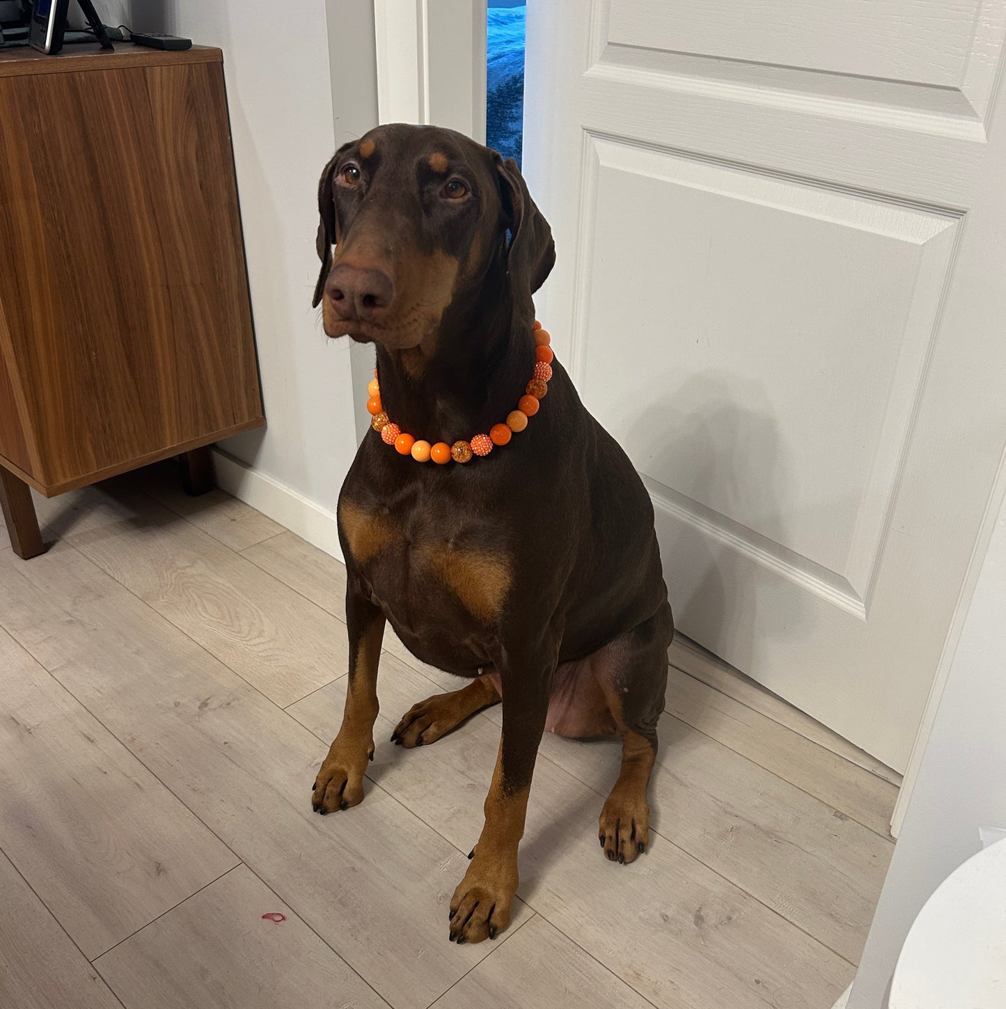 Dog Sitting on a wooden floor with a white door in the background POPNCO acrylic bead, Bead dog collar, beaded collar, Beaded dog collar, Breathable dog collar, cat collar, Comfortable Dog Collar, dog collar, Durable dog collar, Easy to clean dog collar, Easy to clean dog collars, fashion collar, Pet accessories, pet collar, popnco, Popnco dog collar, slip on collar, Slip on dog collar, Stylish dog collar