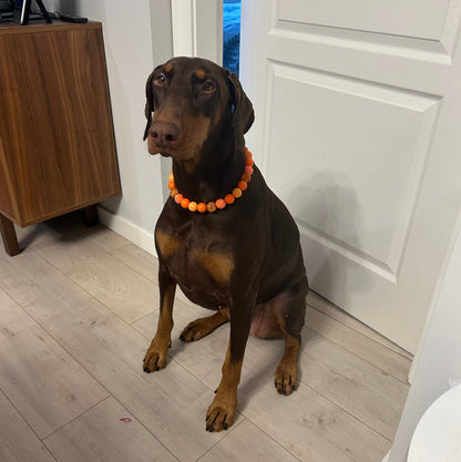 Dog Sitting on a wooden floor with a white door in the background POPNCO acrylic bead, Bead dog collar, beaded collar, Beaded dog collar, Breathable dog collar, cat collar, Comfortable Dog Collar, dog collar, Durable dog collar, Easy to clean dog collar, Easy to clean dog collars, fashion collar, Pet accessories, pet collar, popnco, Popnco dog collar, slip on collar, Slip on dog collar, Stylish dog collar