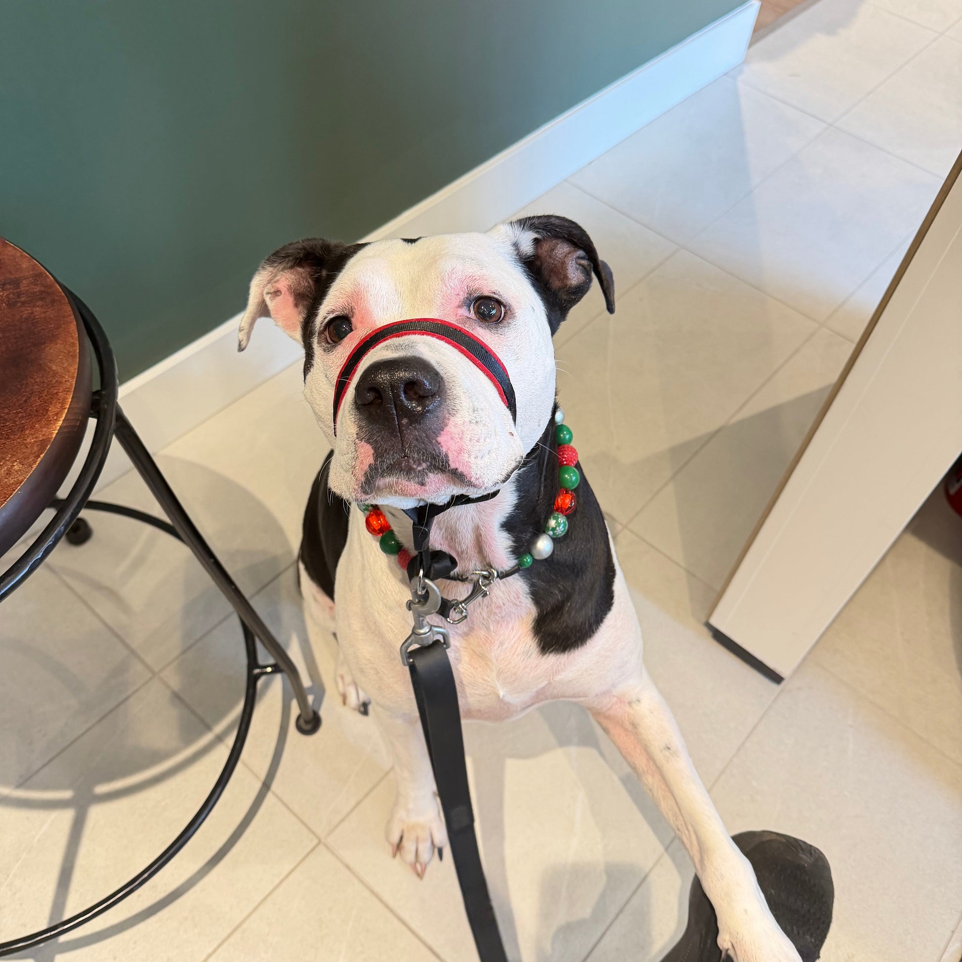 Dog lying on a glass floor with a person's hand holding a leash