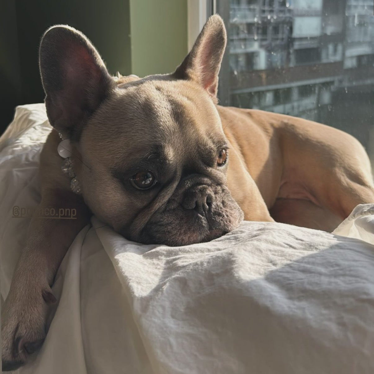 Dog lying on a bed with a cityscape view outside the window