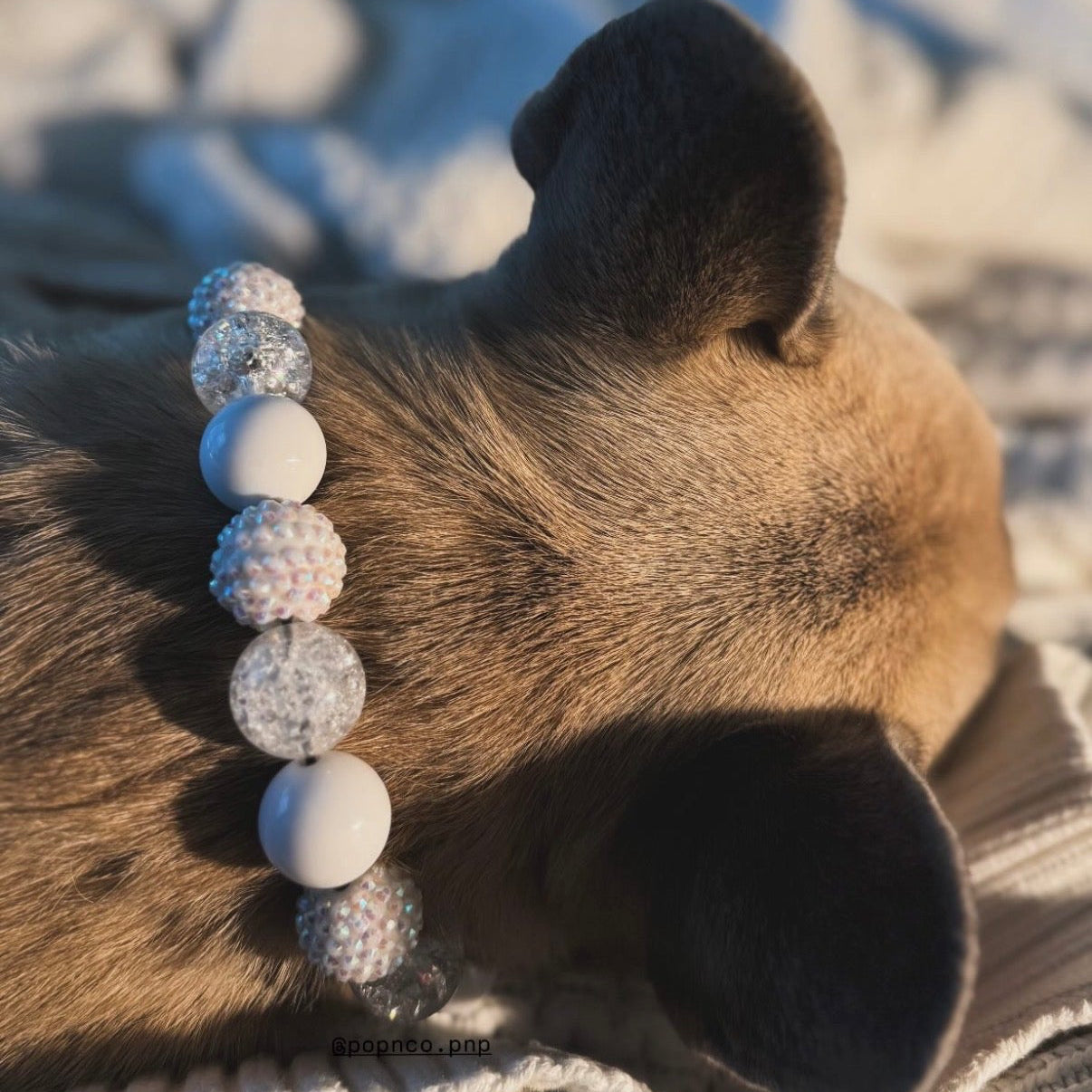 Dog wearing a beaded collar with text 'boxing day, shmoxing day' on a textured surface.