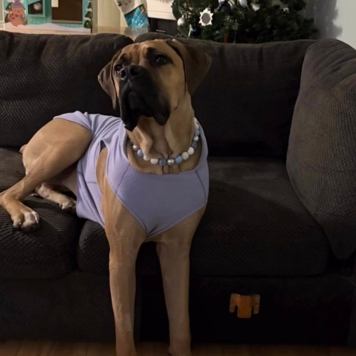 POPNCO Snowball beaded Pet Collar. White and Silver, grey Acrylic and Resin Beads on Aircraft grade stainless Steel Wire. Dog wearing a purple outfit with a pearl necklace sitting on a dark couch. POPNCO