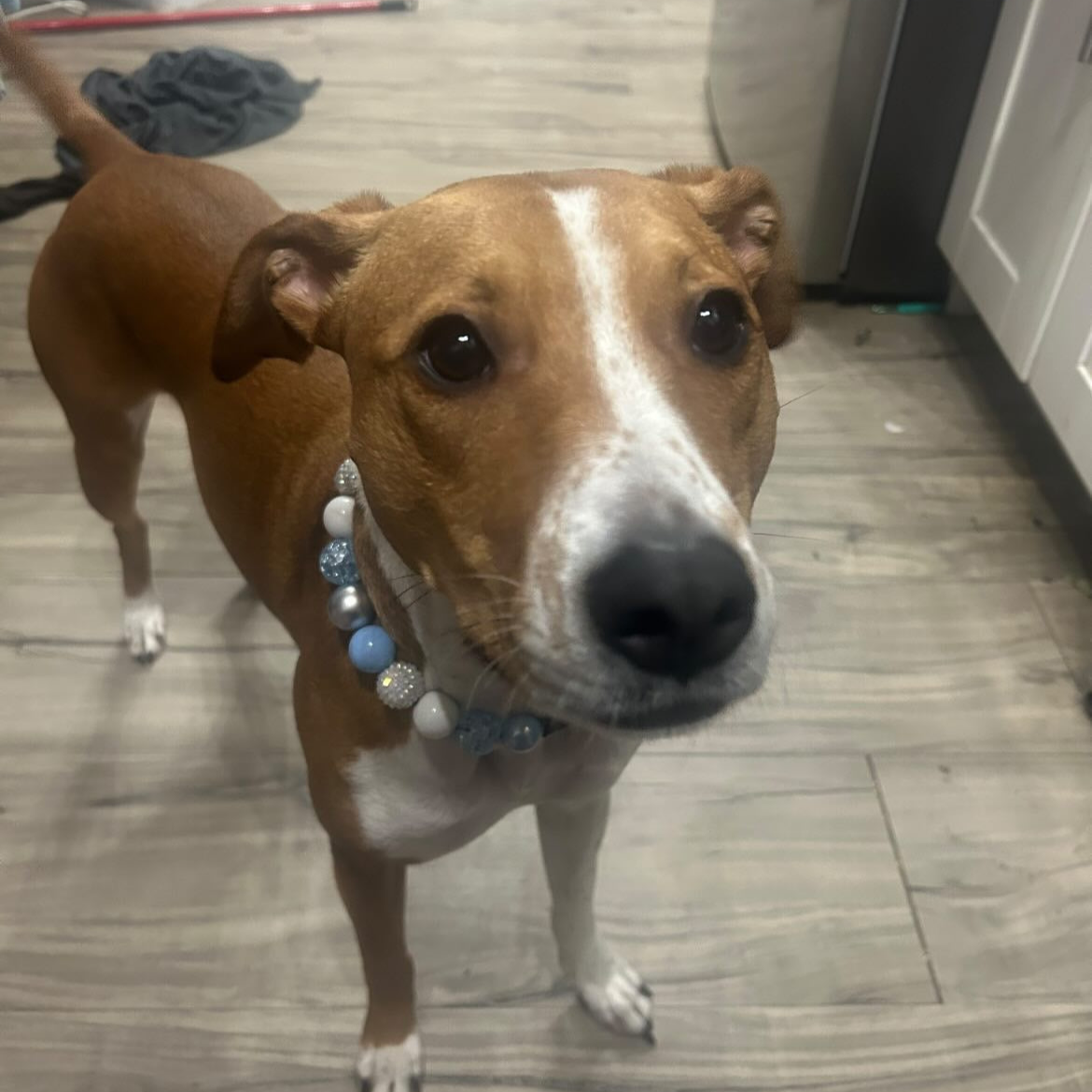 Dog wearing a beaded collar on a wooden floor