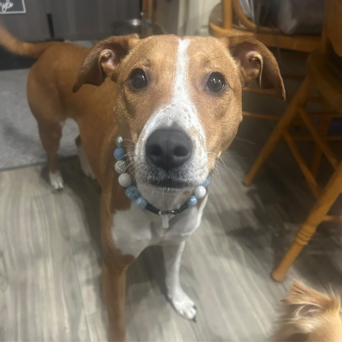 Winter Collection - SNOWBALL