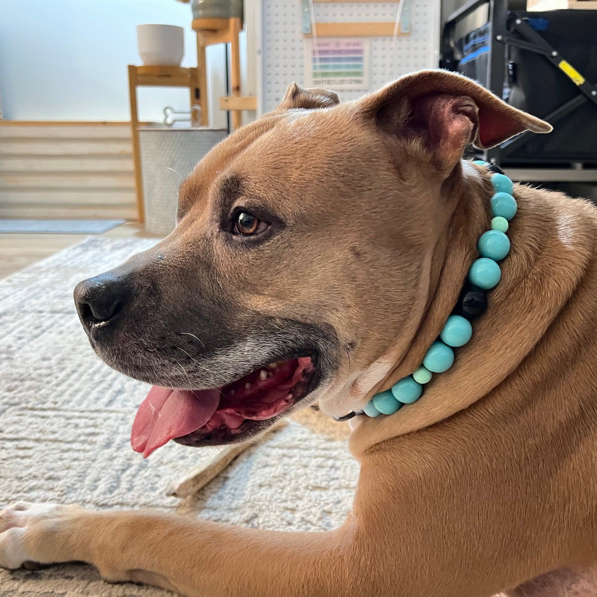 Dog wearing a turquoise beaded collar indoors