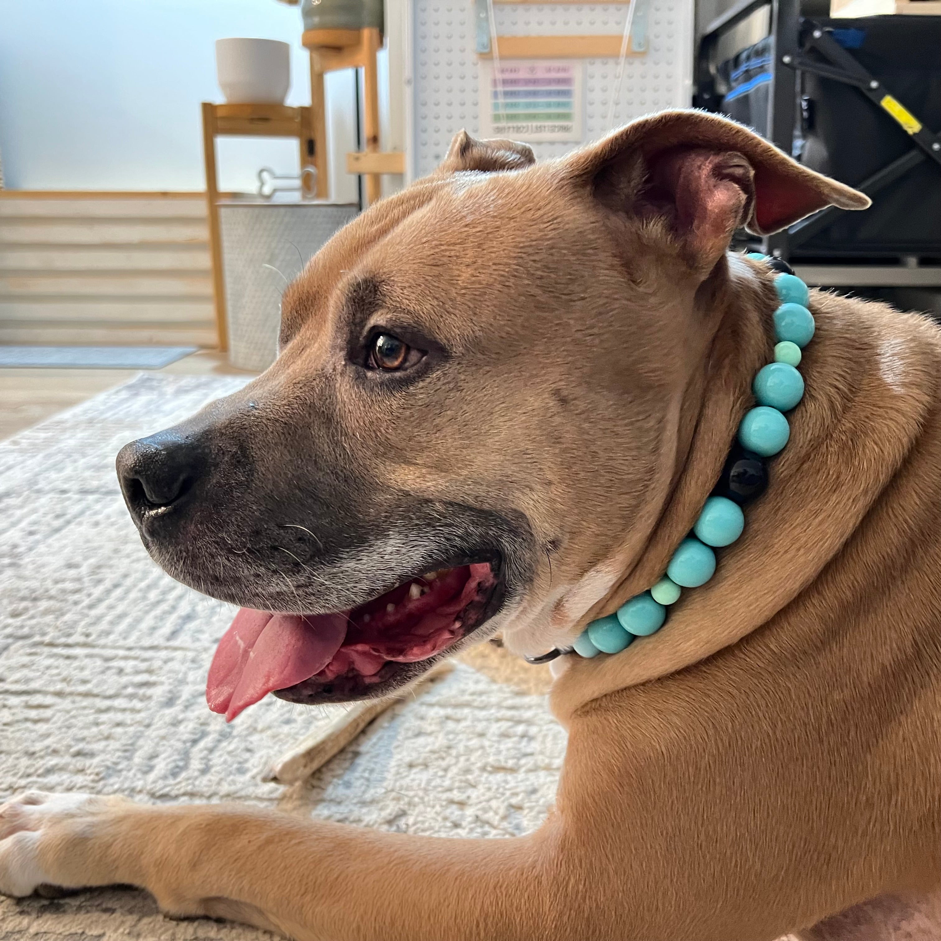 Dog wearing a turquoise beaded collar indoors POPNCO acrylic bead, Bead dog collar, beaded collar, Beaded dog collar, Breathable dog collar, cat collar, Comfortable Dog Collar, dog collar, Durable dog collar, Easy to clean dog collar, fashion collar, handmade, Pet accessories, pet collar, popnco, Popnco dog collar, slip on collar, Slip on dog collar, Stylish dog collar