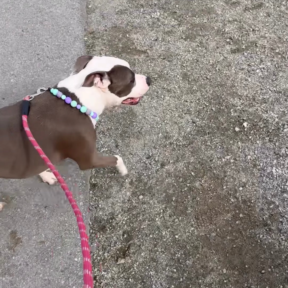 Dog on a leash walking on a concrete surface