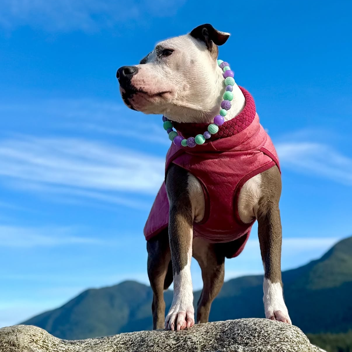 Dog in a red coat standing on a rock with mountains and blue sky in the background