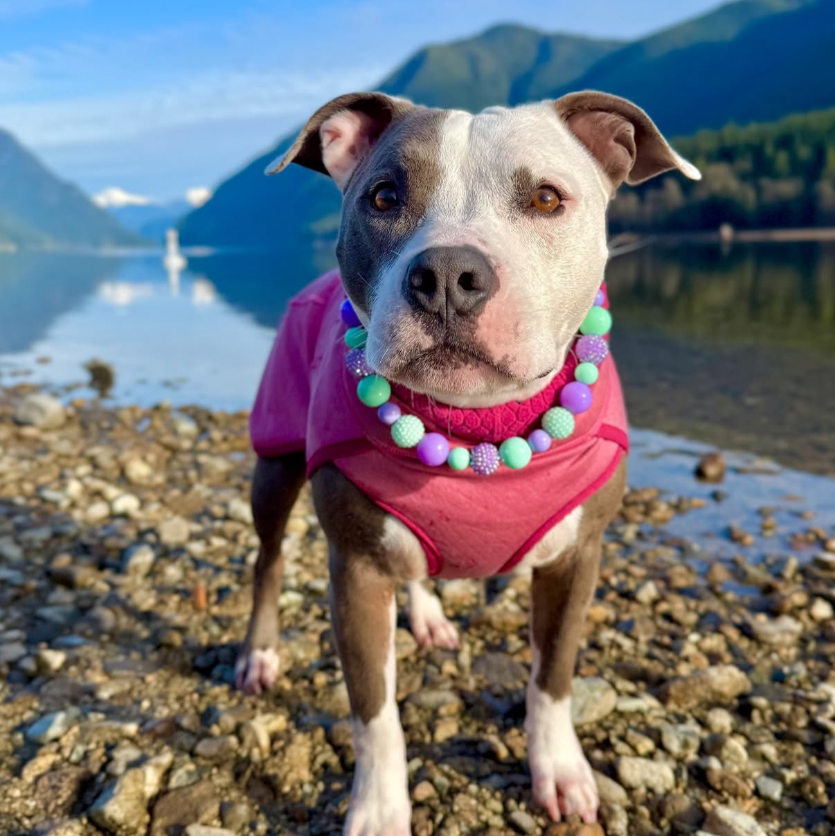 Dog wearing a pink sweater and colorful collar standing on a rocky beach with mountains in the background.