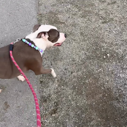Dog on a leash walking on a concrete surface POPNCO