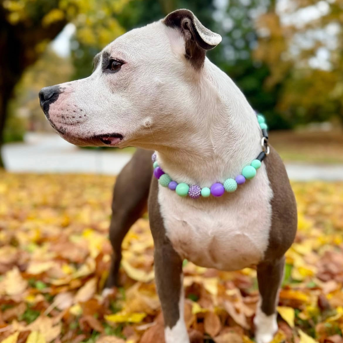 Dog wearing a colorful collar in an outdoor setting with fallen leaves