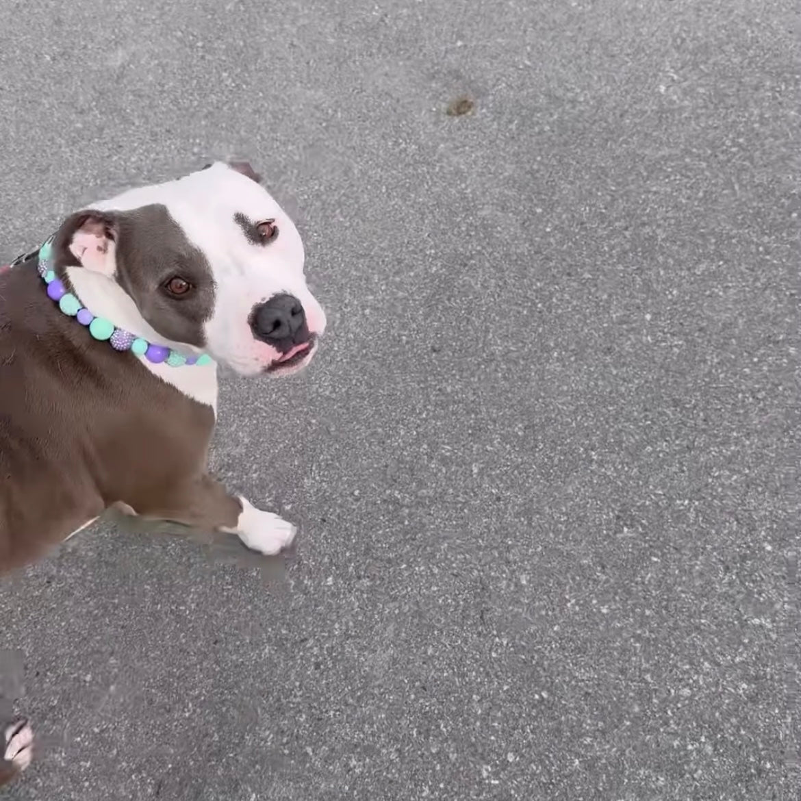 Dog wearing a colorful collar on a gray pavement