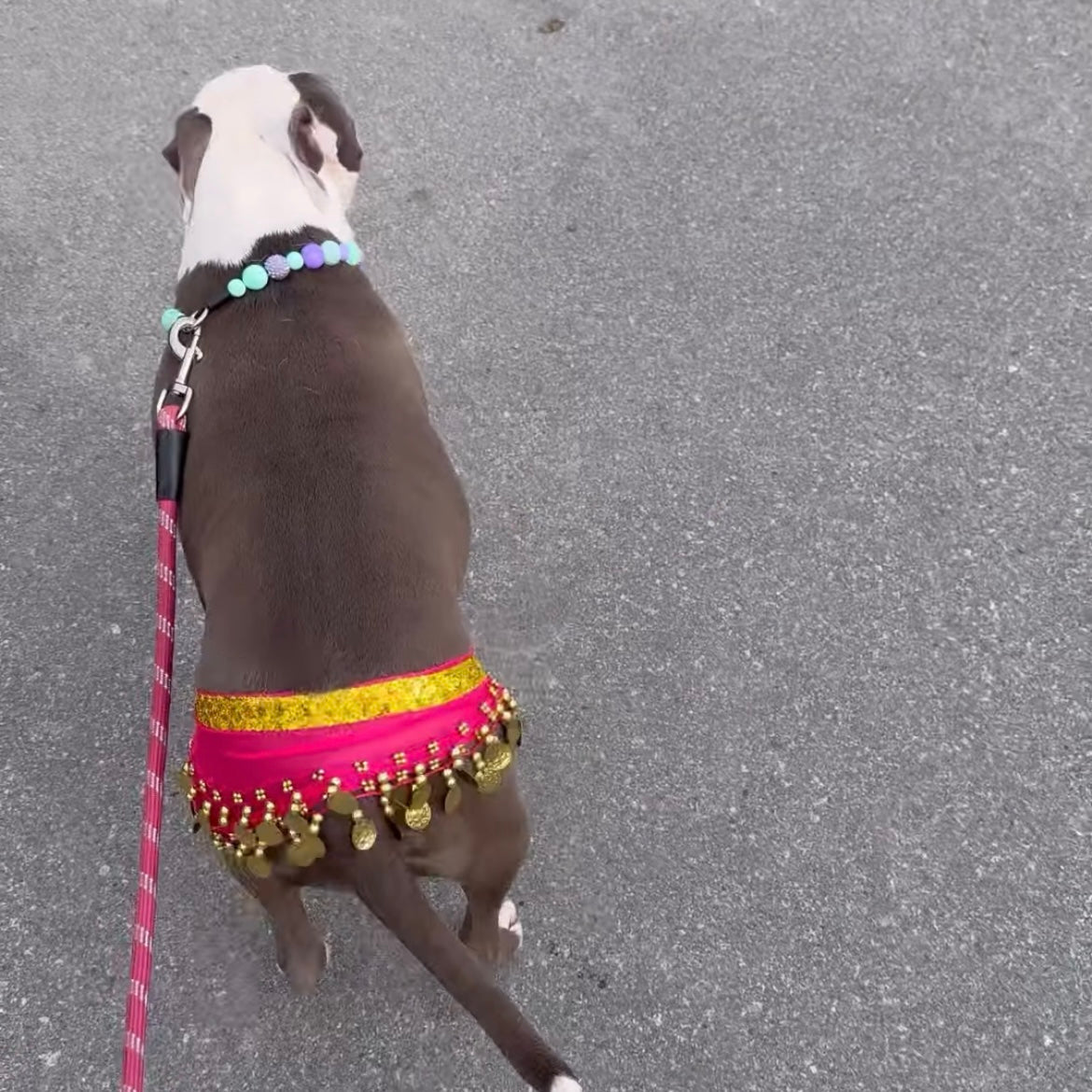 Dog wearing a colorful outfit with a pink skirt and gold accents on a gray pavement.