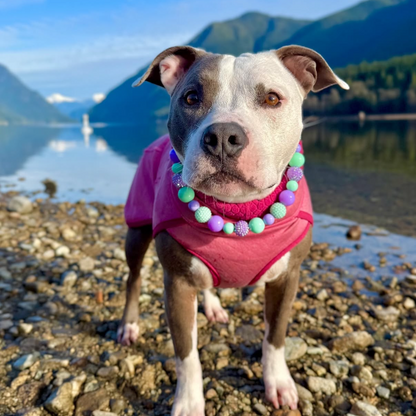 Dog wearing a pink sweater and colorful POPNCO Beaded pet Collar named Stevie collar standing on a rocky beach with mountains in the background. POPNCO