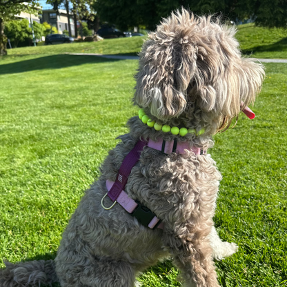 Mini SUNNY