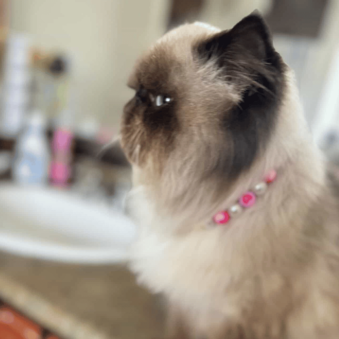 POPNCO Suzie Q Beaded Pet Collar featuring alternating pearl and smaller 12mm double sided multicolor heart beads on aircraft grade stainless steel wire laying on a grey table top.