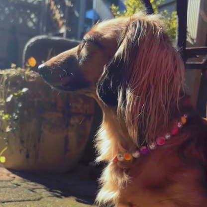 Dog with a colorful collar sitting outdoors on a sunny day