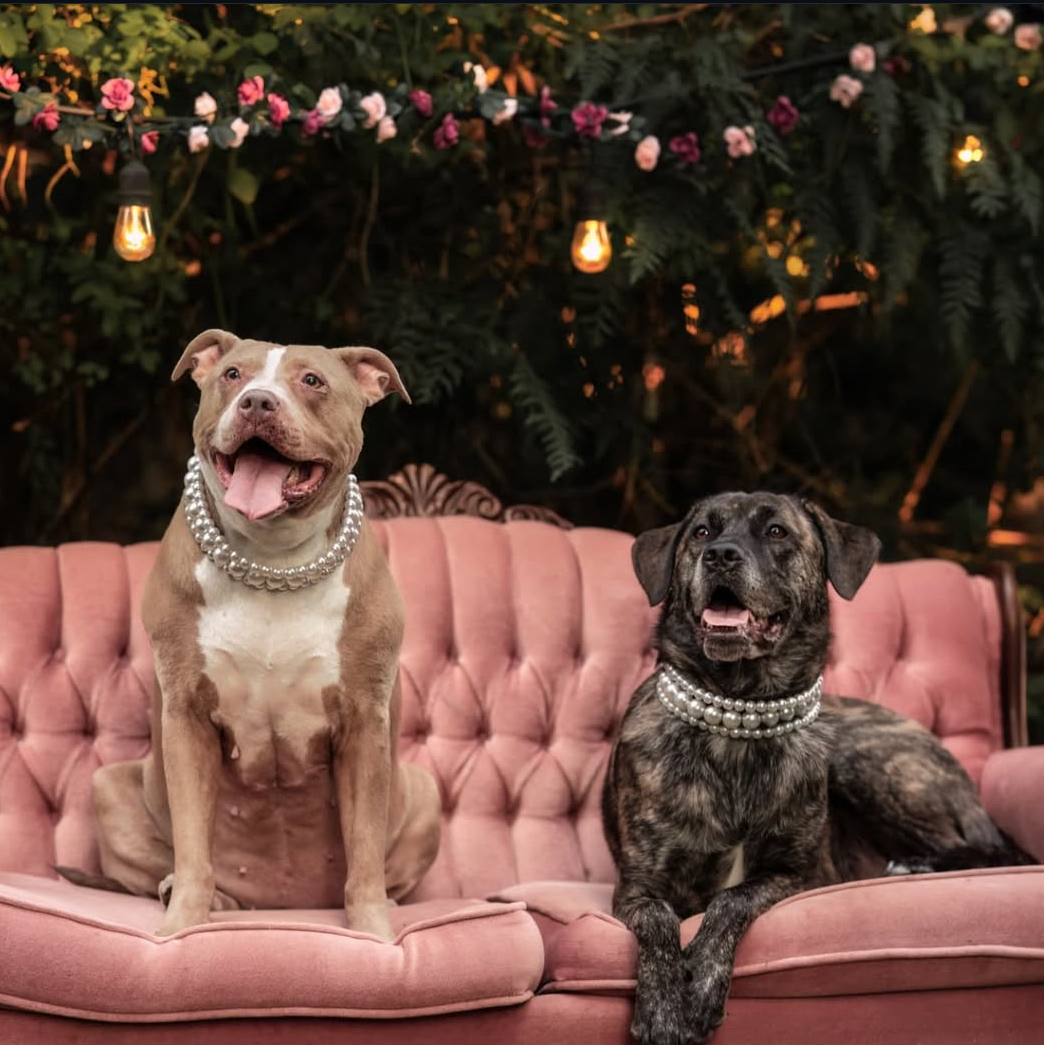 Two dogs on a pink couch with a dark background, featuring Instagram interface elements.