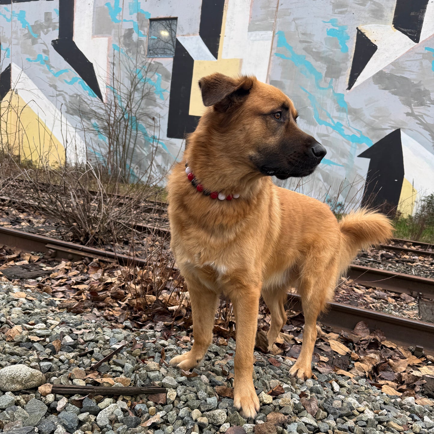 Dog standing on a gravel path next to a colorful mural