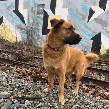 Dog standing on a gravel path next to a colorful mural