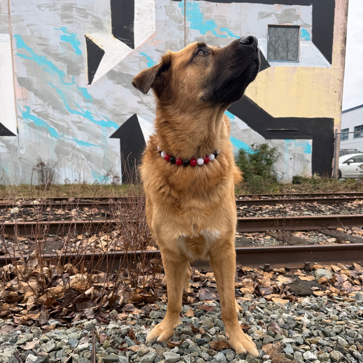 Dog standing on a gravel surface near train tracks with a colorful mural in the background.