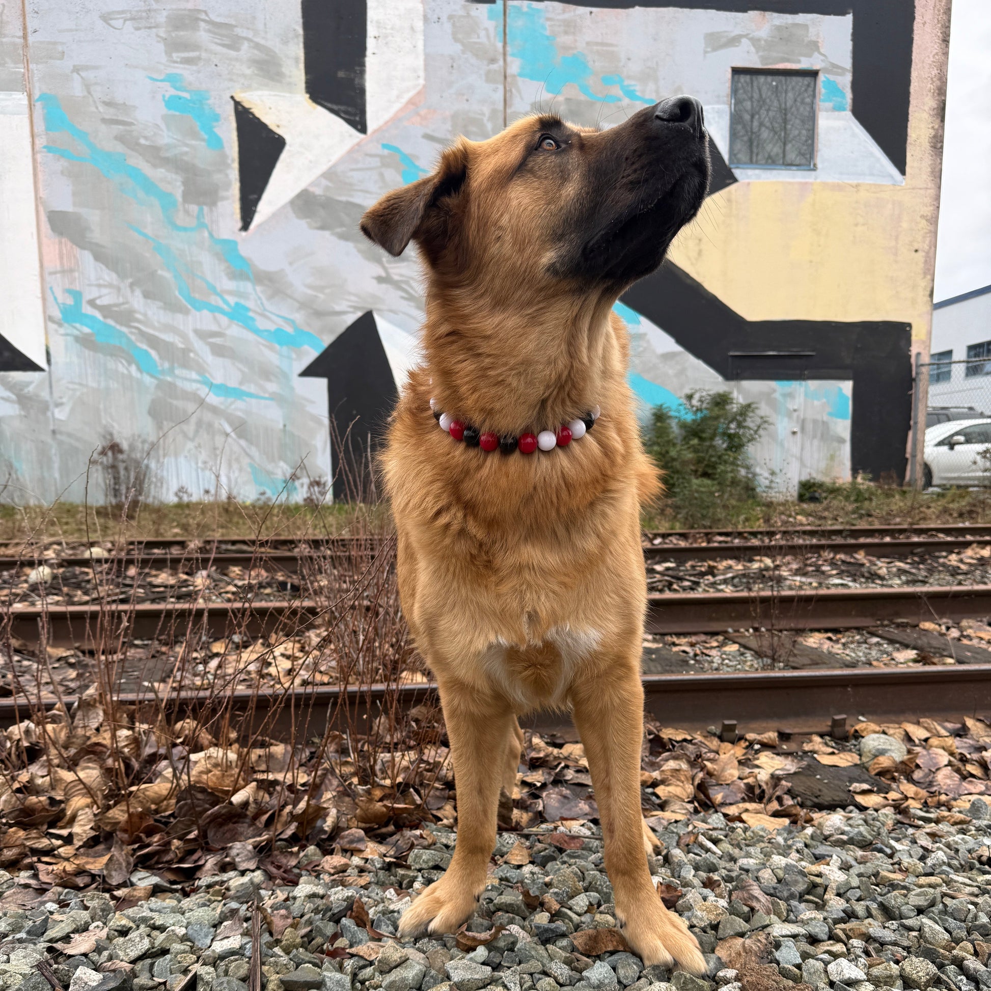 Dog standing on a gravel surface near train tracks with a colorful mural in the background.