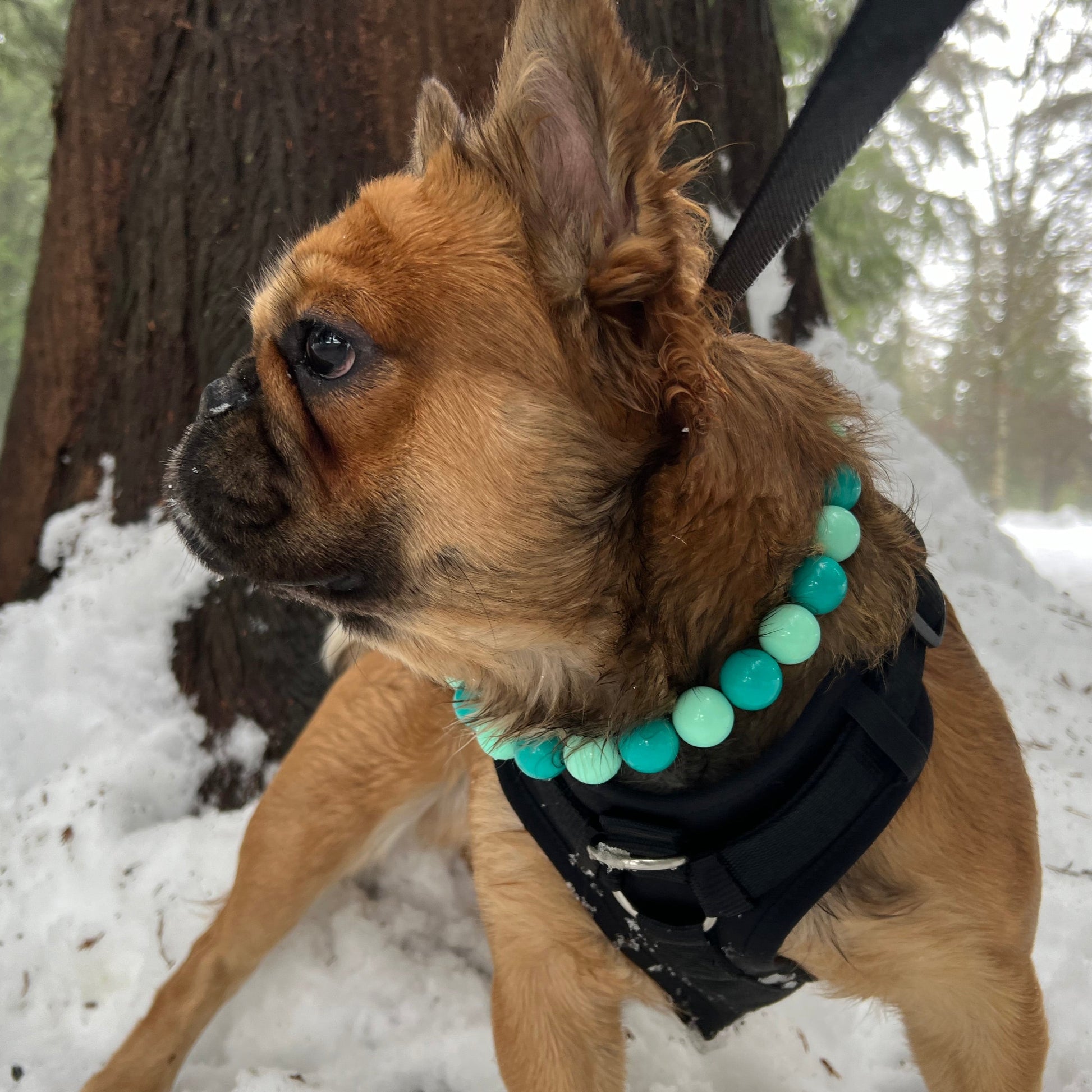 Slip on beaded dog collar in the colour teal. Named the Tillie worn by a furry Frenchie 