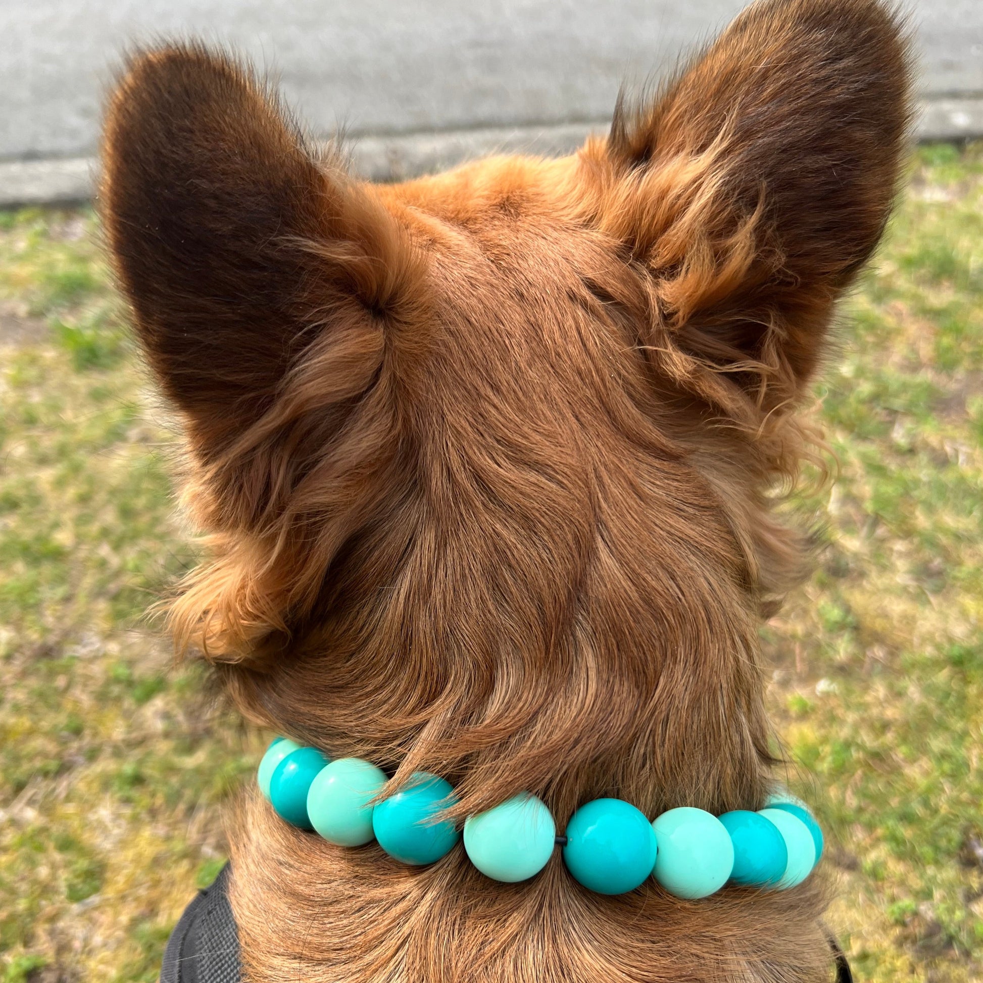 Furry Frenchie wearing a teal beaded slip on dog collar. 