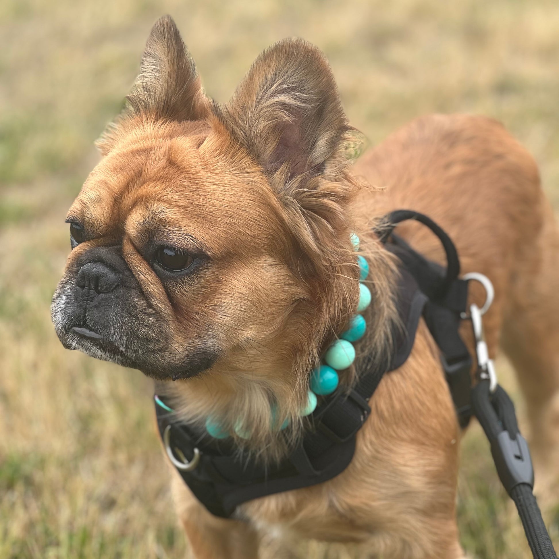 Dog wearing a black harness and turquoise beads in a natural setting