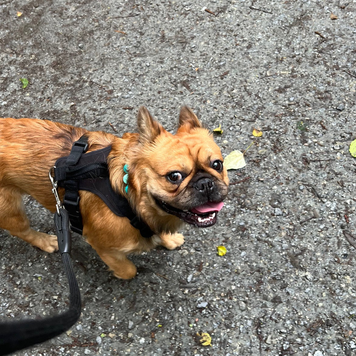 Small dog on a leash on a concrete surface