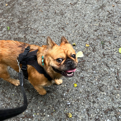 Small dog on a leash on a concrete surface
