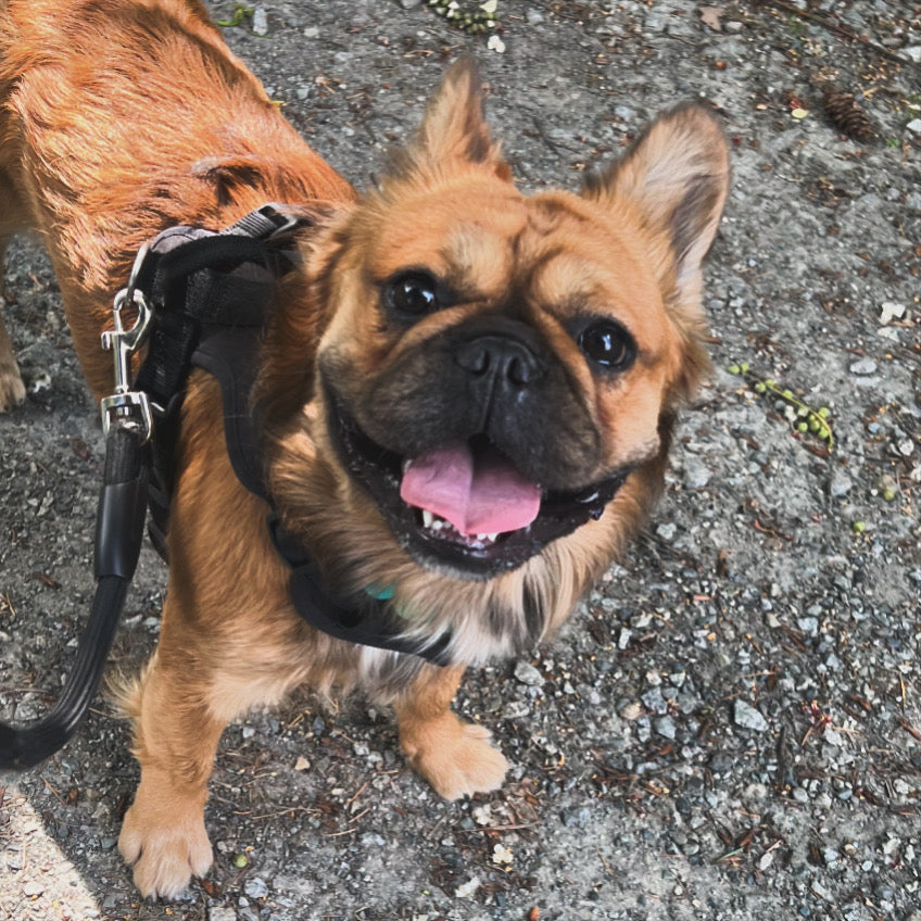 1 Hour On Leash Dog Walk with Lisa