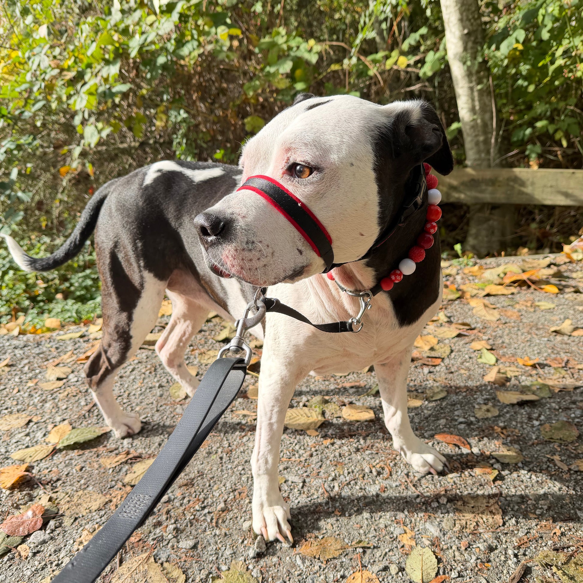 Dog on a leash climbing a wall with trees in the background
