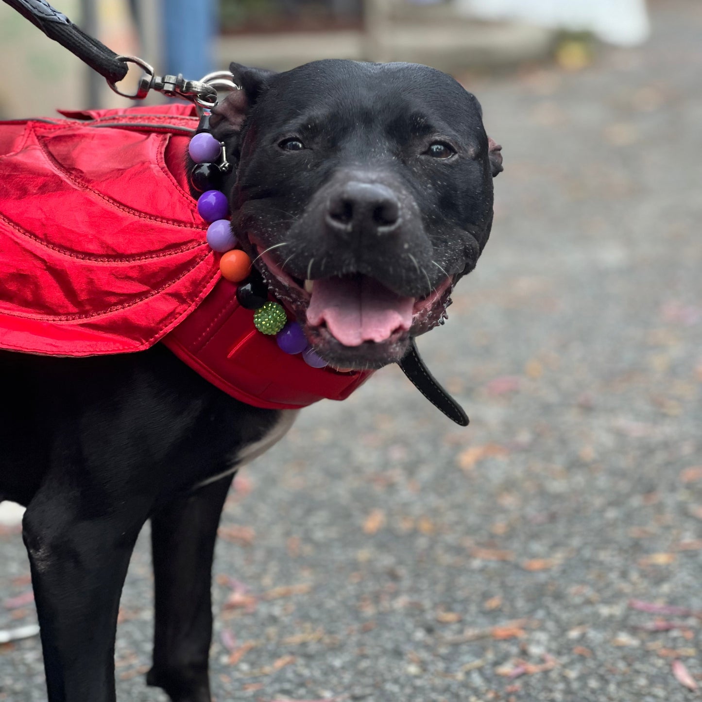 Black dog wearing a red jacket with colorful tags on a blurred background