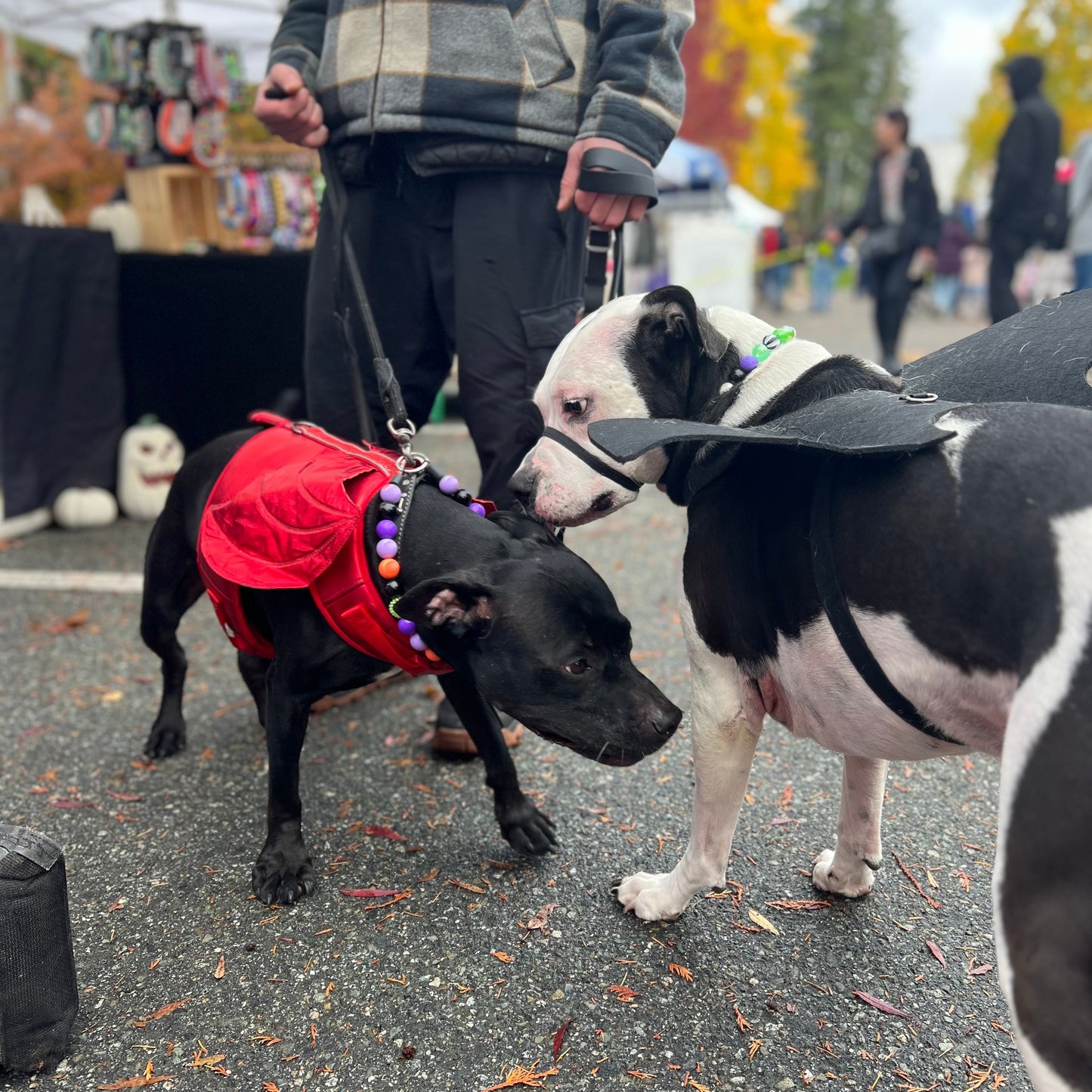 Two dogs on leashes, one wearing a red coat, at an outdoor event with people and booths in the background.